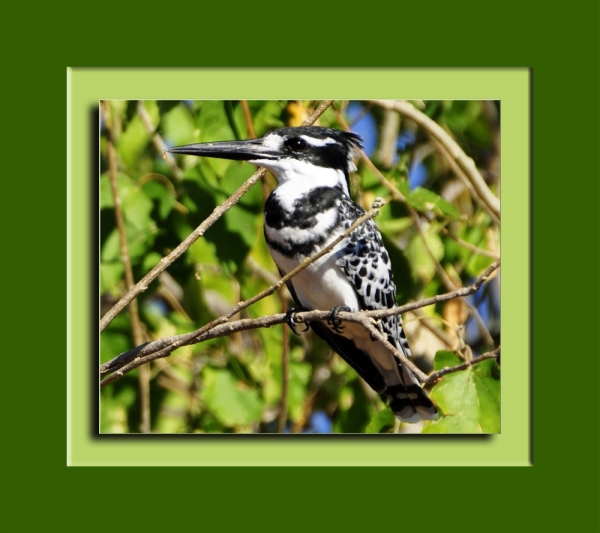 Abu Ghuttaas, a Pied Kingfisher, in a Toot (Mulberry) Tree