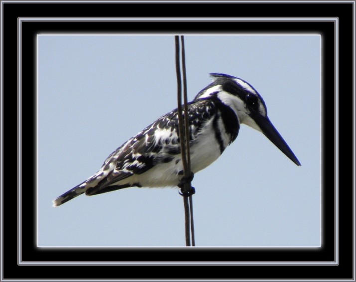 A Pied Kingfisher (Ceryle rudis), also known as "Abu Ghuttaas" ("father of those who dunk") sits on the wire hunting for fish in an irrigation canal fed from the Nile River in our rural village in Egypt
