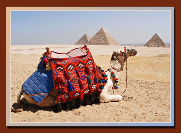 giza pyramids and camel